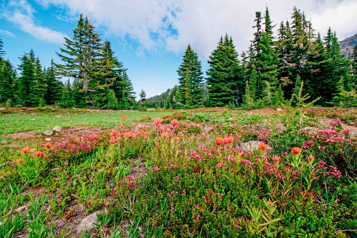 Wildflowers next to the trail in Jefferson wilderness