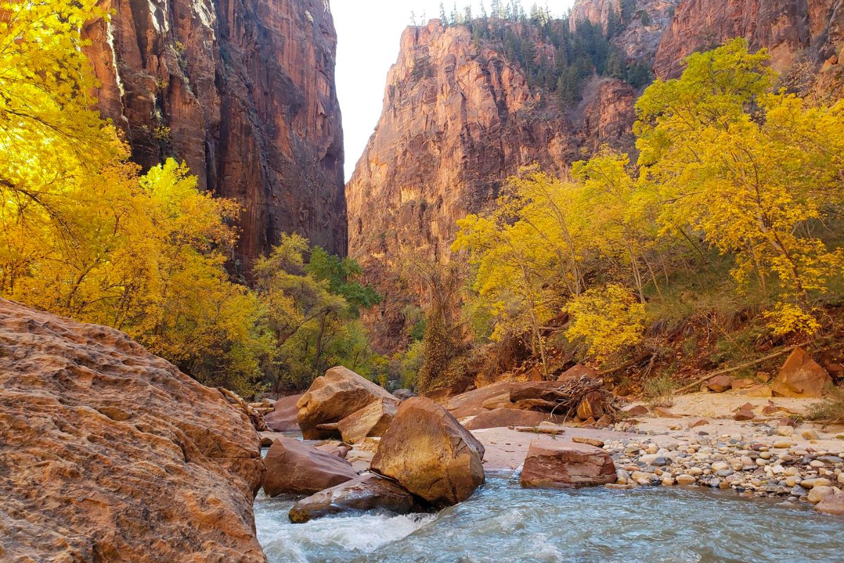 Yellow aspen trees in the Narrows Canyon