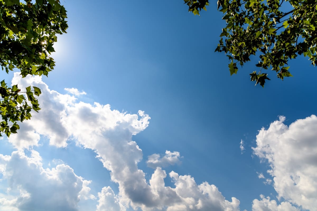 A cloudy sky framed with trees