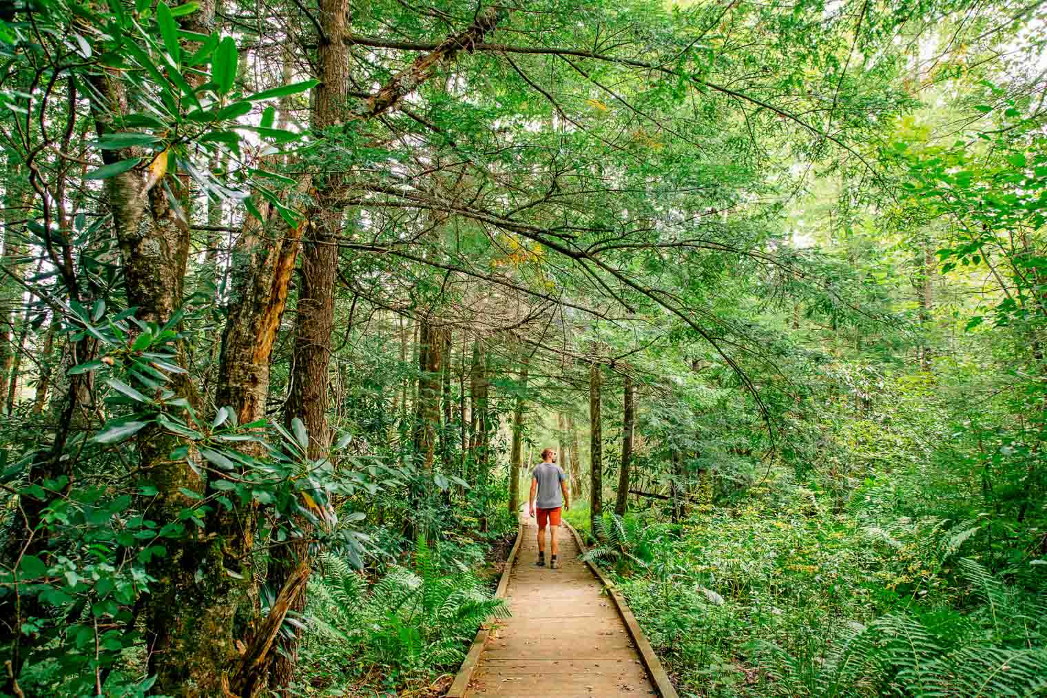 Michael walking on a wooden boardwalk through Cranberry Glades in West Virginia