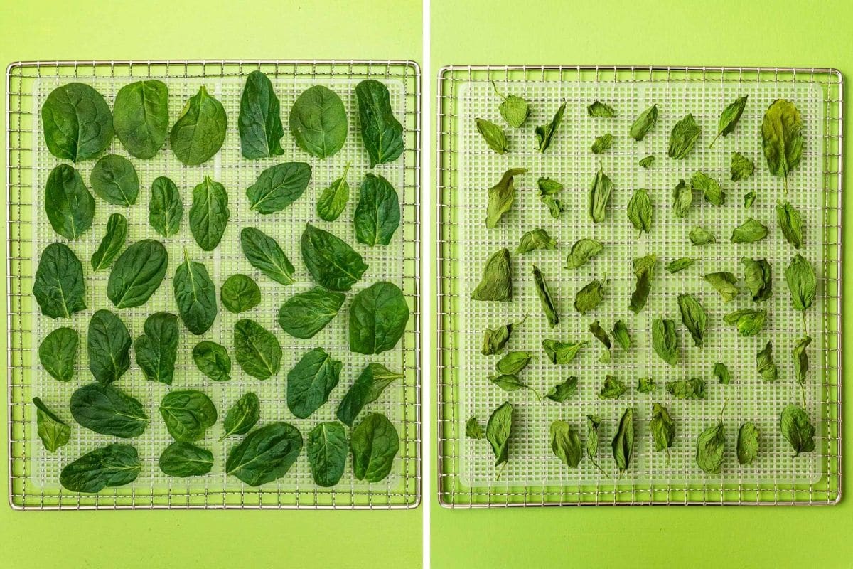 Spinach before and after dehydrating