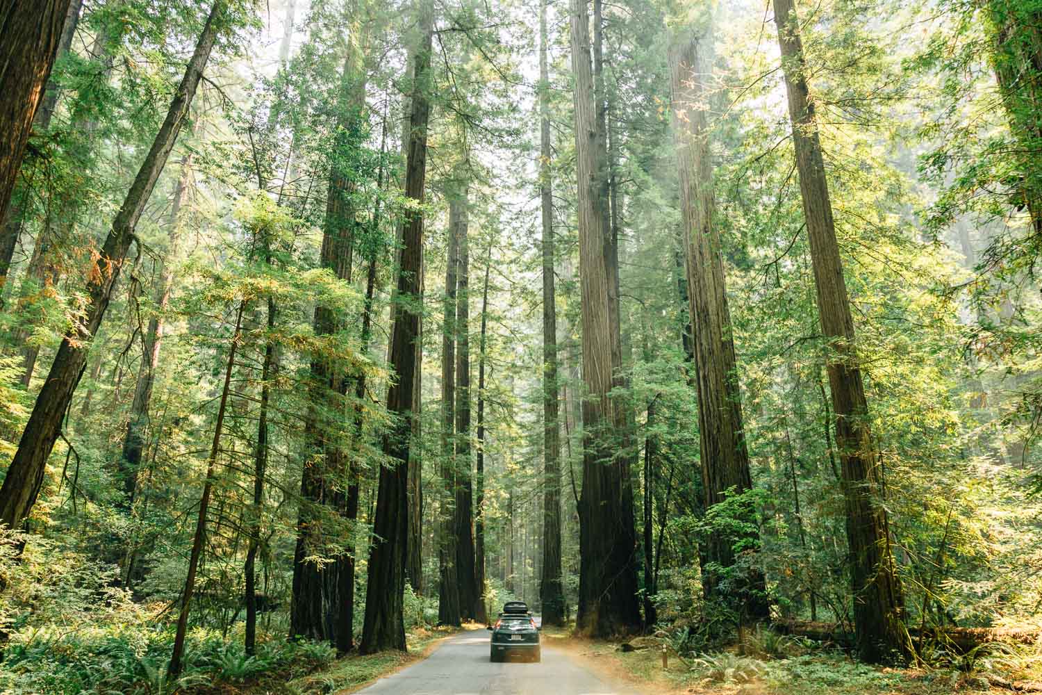 A car driving down the road that is lined with towering redwoods