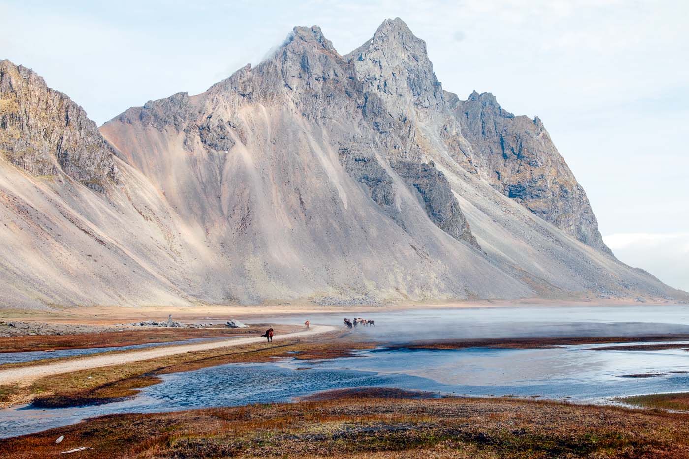 Icelandic horses walking across the beach at Stokksnes