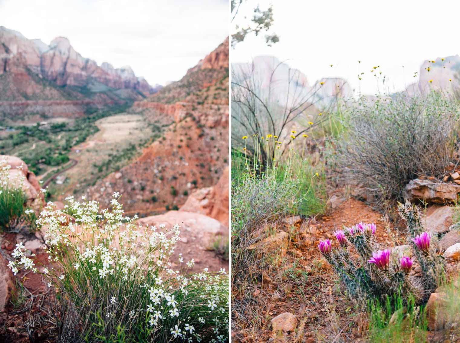 Close up of wildflowers in Zion national park