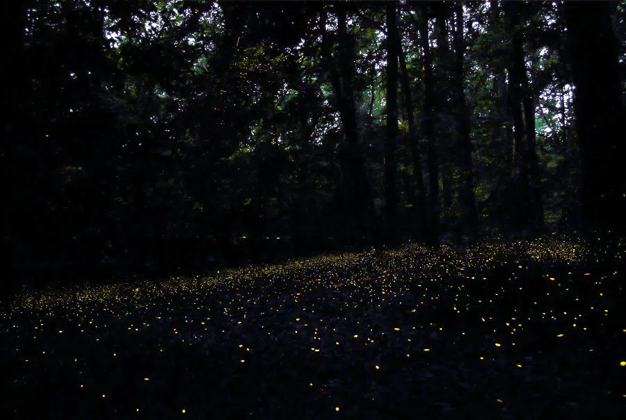 Fireflies at Congaree National Park