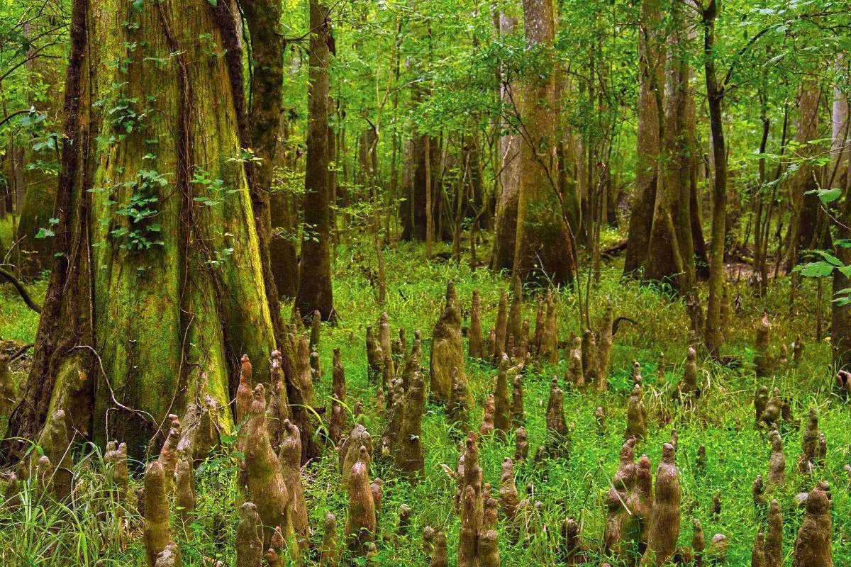 Cypress knees