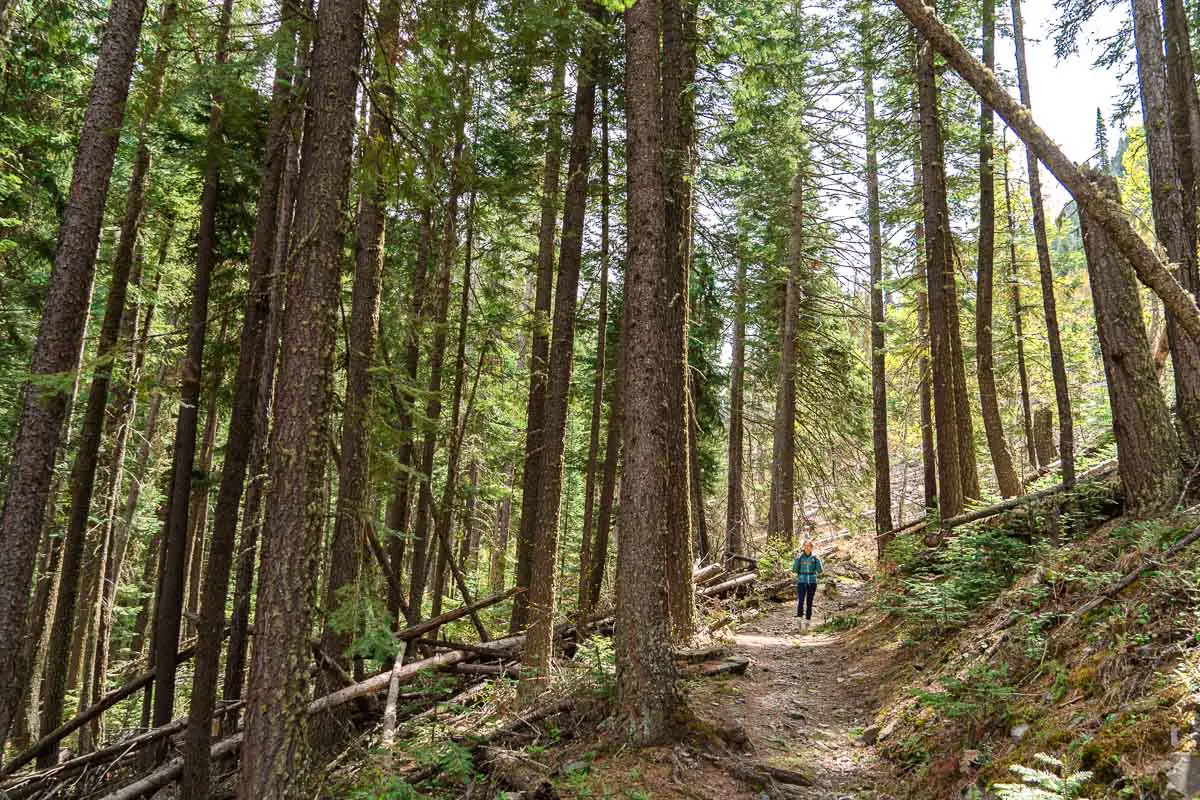 Megan on a hiking trail among tall pine trees.