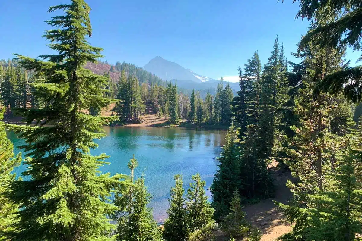 Pine trees framing Matthieu Lake