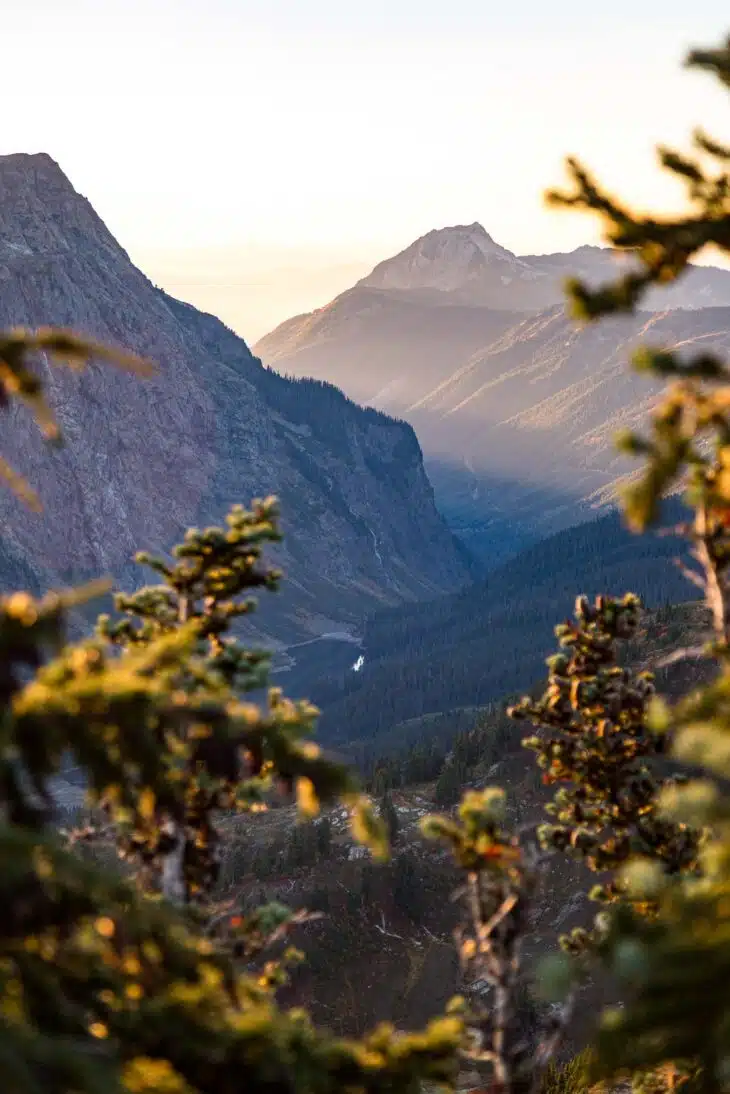 Mountain peaks framed by branches of an evergreen.